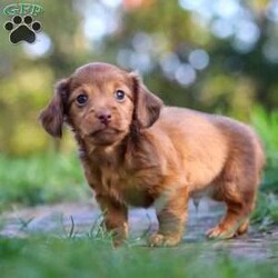 Kane/Dachshund									Puppy/Male	/7 Weeks,Meet Kane! He is an incredibly sweet and loveable AKC registered Miniature Dachshund puppy. He loves if someone spends time to play with him or gives him belly rubs. Dachshunds make wonderful family pets, they are known for their lively and courageous nature, they are often described as intelligent, curious and independent dogs. We hope to find a family that will love Kane as much as we do!