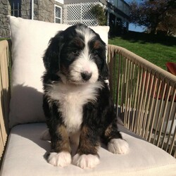 Lulu/Bernedoodle									Puppy/Female	/8 Weeks