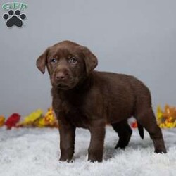 Crystal/Chocolate Labrador Retriever									Puppy/Female	/8 Weeks,Meet Crystal, a sweet and friendly Labrador Retriever who’s ready to become a part of your family! Raised with lots of love, Crystal is a wonderful companion who adores people and enjoys being around children. She’s vet checked, microchipped, and up to date on her vaccines and dewormer, so she’s all set for her new home. Crystal is always up for an adventure or just a cozy cuddle. If you’re looking for a loyal friend who will fill your home with joy, Crystal is the perfect match. Come meet her today and make her a part of your family!