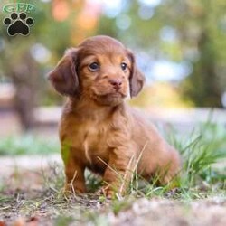 Kane/Dachshund									Puppy/Male	/7 Weeks,Meet Kane! He is an incredibly sweet and loveable AKC registered Miniature Dachshund puppy. He loves if someone spends time to play with him or gives him belly rubs. Dachshunds make wonderful family pets, they are known for their lively and courageous nature, they are often described as intelligent, curious and independent dogs. We hope to find a family that will love Kane as much as we do!