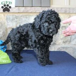 Kathy/Mini Labradoodle									Puppy/Female	/6 Weeks,Are you searching for a Mini Labradoodle who will have a hypoallergenic coat and feel soft and snuggly like a Poodle? We have been specializing in multigenerational Mini Labradoodles for years and have finally perfected the coat textures of our puppies so that you can enjoy the happy go lucky personality of the Labrador with the convenience of the Poodle coat! Our puppies come up to date on shots and dewormer and will be vet checked before they leave. We offer a 1 Year Genetic Health Guarantee as well! If you are looking for the perfect pup this fall contact us today! 