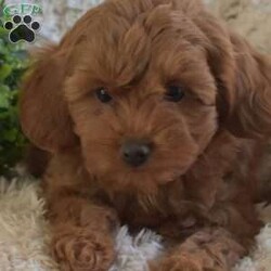 Bentley/Cavapoo									Puppy/Male	/September 6th, 2024,Come and meet Bentley, an absolutely darling little F1B Cavapoo puppy! This playful boy is socialized, family raised with children, and ready to get to know his forever family. Vet checked and up to date on shots and de-wormer, Bentley comes home with a health guarantee provided by the breeder. Learn more and schedule your visit by calling Martha Esh today!