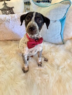 Rocky/Australian Cattle Dog / Blue Heeler/Male/Baby