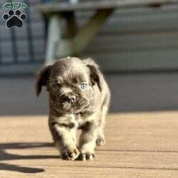 Sparkle/French Bulldog									Puppy/Female	/8 Weeks,Come and meet this beautiful baby. She’s so sweet and full of love. She’s a blue and fluffy. 