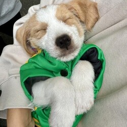 Olive Pup: Oliver/Beagle/Male/Baby