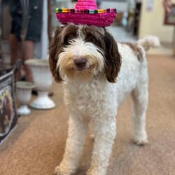 Adopt a dog:Daisy/Goldendoodle/Female/Young,Available for adoption - Daisy ??

Daisy is a 1 year old Doodle looking for her forever home. This girl is the sweetest and absolutely stunning. She is great with other dogs, cats and kids. She’s been spayed, vaccinated and microchipped. She is still a baby so a forever home that will continue training is a must. Apply online at https://www.southernstatesbullyrescue.org/blank

?WESLEY CHAPEL FL