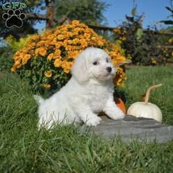 Alfie/Bichon Frise									Puppy/Male	/9 Weeks,Check out Alfie, an adorable Bichon Frise puppy eager to meet you! This playful pup is family-raised with children and socialized, making him an excellent fit for anyone interested in adopting. Also, Alfie will come home vet checked and up to date on shots & wormer, plus the breeder provides a 1-year genetic health guarantee. If you want to learn more about Alfie who can be registered with the ACA, please call Joe today!