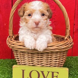 Lucky/Havanese									Puppy/Male	/8 Weeks, Lucky is a perfect little gold and white Akc registered havanese puppy! Up to date with all shots and dewormings and comes with a health guarantee! Was born 9/9/24. Family raised and well socialized! Ask us about our delivery options. Contact us today to reserve your new family member! 