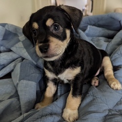 Rocky/Dachshund/Male/Baby