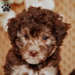 Amber/Miniature Poodle									Puppy/Female	/8 Weeks,This is Amber. We expect her to be between 13 – 15 lbs when grown. They will also have a hypoallergenic coat.