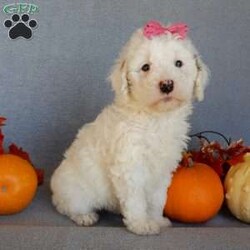 Pixie/Mini Goldendoodle									Puppy/Female														/10 Weeks,Prepare to fall in love !!! My name is Pixie and I’m the sweetest little F1b mini goldendoodle looking for my furever home! One look into my warm, loving eyes and at my silky soft coat and I’ll be sure to have captured your heart already! I’m very happy, playful and very kid friendly and I would love to fill your home with all my puppy love!! I am full of personality, and I give amazing puppy kisses! I stand out way above the rest with my beautiful white coat with red markings ! I will come to you vet checked, microchipped and up to date on all vaccinations and dewormings . I come with a 1-year guarantee with the option of extending it to a 3-year guarantee and our puppies also come with 30 days of pet insurance! My mother is Sophie, our 40#mini goldendoodle with a heart of gold and my father is Zeke, our 10# happy and playful apricot and white poodle and he has been genetically tested!  I will grow to approx 22-26# and I will be hypoallergenic and nonshedding! Why wait when you know I’m the one for you? Call or text Martha to make me the newest addition to your family and get ready to spend a lifetime of tail wagging fun with me! (7% sales tax on in home pickups)