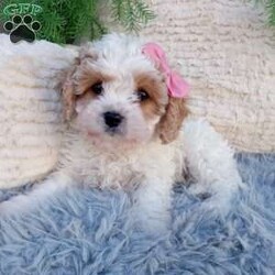 Nova/Cavapoo									Puppy/Female	/8 Weeks,Meet Nova! She is an adorable and sweet Cavapoo puppy! She loves cuddles and all the attention! She is up to date on vaccines, and deworming. And has had a clear vet check done. For more information call or text Mary Sue. A $200 deposit will reserve her and is nonrefundable. 