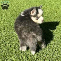 Saint/Pomsky									Puppy/Male	/7 Weeks,Toy sized black and white Pomsky puppy with 2 blue eyes and very calm, loving, and playful temperament. Beautiful fluffy wooly coat. 