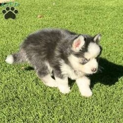 Saint/Pomsky									Puppy/Male	/7 Weeks,Toy sized black and white Pomsky puppy with 2 blue eyes and very calm, loving, and playful temperament. Beautiful fluffy wooly coat. 