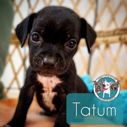 Adopt a dog:Tatum Betty/Pit Bull Terrier/Male/Baby,Meet Tatum! He is currently 4 weeks old, and we think he may be a Pit Bull Terrier mix, but with rescue its always a guess! This puppy is from a part of the US where puppies are regularly euthanized. So, this puppy needs you! If you choose a puppy from this rescue, it saves their life AND it also allows us to save the life of another in its place.

Tiny Tatum is playful, sweet, curious, and cuddly. He loves to play with his siblings and take lots of naps. Eat, sleep, play, repeat - such is puppy life! 

Tatum is still young so the will need a family that can commit to training, socialization and all the dedication puppyhood requires. His new family will need to continue with potty and crate training and daily exercise. We require a commitment from adoptive families to crate train their new puppy. When old enough, they will be perfect to go on walks and hikes or show off around your neighborhood. 

You will be guaranteed to get lots of kisses in return from your new best friend!

Application link: https://adopt.animalsfirst.com/animal/62cc8e128b02916730334440/671af802ea49c545300c3cf4

Please email tim@threelittlepittiesrescue.org with any questions.

Available for adoption in NV, MT, CO,UT, ID, OR, WA, Canada, and now the East Coast! Our PNW dogs are brought to you in style by a beautiful USDA licensed semi-truck, equipped with air conditioning for comfort, two drivers, and 2 onboard attendants providing 24 hour care. Our East Coast route will travel in a private, air conditioned 3LP-run van transport. 

Pick up day is unforgettable! You will get to follow along on their journey through a private FB Event page, where you will see photos, have the opportunity to connect with other adopters, and receive updates and constant communication along the way. One of our Adoption Coordinators can help to find the closest transport pick up location to you!

The adoption fee is $900.00 and includes all vetting as recommended by our doctor: DAPP (2 to 4 depending on age and time in the program), Bordetella, Rabies vaccine (if old enough), multiple broad spectrum deworming treatments, spay/neuter, flea prevention, 2 months of heartworm preventative, extended medical such as dentals, eye surgeries, and orthopedic surgeries prior to adoption when suggested by our partner vets, a microchip with free lifetime registration, a high quality nylon Martingale collar for dogs over 4 months old, a health certificate deeming the pup healthy for travel, cost of transport*, and many priceless years of love and loyal companionship!

*WE ARE TOLD THAT WE GO ABOVE AND BEYOND MEDICALLY. This is the feedback we tend to get, although we cannot guarantee perfect health. 
*To fully vet a dog in the PNW or the NE at many vets it would be upwards of $1,800 just to fix, vaccinate, chip, etc. The adoption fees charged by our rescue do not cover our expenses medically for each animal, but we offset costs with donations. Your adoption fee is considered a donation towards actual costs.

Why adopt from Three Little Pitties?

The stray and animal overpopulation in the Greater Houston area is the highest in the nation. Statistics show that there are over 1 million homeless animals in this region alone. Three Little Pitties Rescue is a nonprofit dog and cat rescue that partners with the community to make a difference. Our mission is to reduce the homeless pet population through community outreach, free spay and neuter services, and saving all breeds of dogs and cats from the streets or animal shelters that oftentimes have no other option but to euthanize animals for space. This dog youve found online is lucky to be in our program, and even luckier to have you notice it!

Three Little Pitties wants to set you and your new pet up for success! We know our dogs and we work hard to prepare them socially for adoption. We are a network of dedicated people who are heavily invested in seeing our animals thrive. From the moment they are accepted into our program, our Intake, Behavior & Medical teams prepare them for adoption by properly vetting, behaviorally assessing, and providing customized plans depending on the dogs needs. We seek to adopt to families who understand that these are rescue dogs and will require continued training efforts, but will be well on their way to being the best dogs that they can be!

It doesnt stop there! Our adopters also receive these special perks:

 30 day trial of pet insurance with Trupanion (must register within 24 hours of first vet appt.)
 A free private online dog training session with GoodPup plus low pricing for future sessions (approx $25 weekly for an 8 week course of one session per week)
 One free bonus toy in every BarkBox when signing up for their Super Chewer subscription plan
 70% off of your first order of Fetch, a PNW based, organic fresh dog food loaf meal subscription plan
 Coupons for a fun visit to Petco 
 Access to our exclusive FB Adopters page, where you can network for play dates, resources, and connect with other adopters that share their passion for their adopted pup!

We celebrated our 6 year anniversary this year! Through the combined efforts of all of our hardworking staff and volunteers, we have placed over 12,000 very lucky dogs and cats into amazing homes! By adopting from us, you save TWO lives! The pet you adopt, and you create an opportunity for another animal to be saved in that spot. Together, we can be heroes.

Follow our rescue journey through the links below!

https://www.threelittlepittiesrescue.org/ https://www.facebook.com/threelittlepittiesrescue https://www.instagram.com/threelittlepittiesrescue

*Due to the rising cost of fuel and transportation expenses, there will be an additional $74 surcharge for transport.

DISCLAIMER- Breed type is determined based on general appearance and behavioral characteristics, and cannot be guaranteed unless DNA test results or AKC registration were provided at intake.