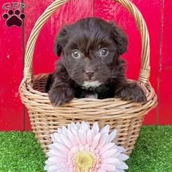 Gabby/Havapoo									Puppy/Female	/9 Weeks, Gabby is an adorable little chocolate havanese poodle mix puppy! Up to date with all shots and dewormings and comes with a health guarantee! Was born 9/20/24. Family raised and well socialized! Ask about our delivery options. Contact us to today to reserve your new family member! 