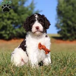 Zeke/Springerdoodle									Puppy/Male																/9 Weeks,Meet Zeke, the adorable F1B Springerdoodle! This charming little guy is the perfect mix of Springer Spaniel and Poodle, with soft, wavy curls that bounce with every step. His twinkling eyes shine with curiosity, and his little tail wags non-stop, spreading joy wherever he goes. Zeke’s sweet puppy eyes and love for cuddles make him an instant heartthrob. He’s full of energy, loves playtime, and is eager to learn new tricks to impress his favorite humans. Every day with him promises new adventures, filled with puppy love and endless tail wags!