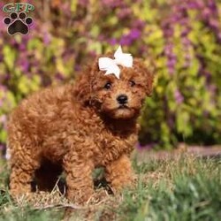 Reagon/Maltipoo									Puppy/Female	/7 Weeks,Meet Reagon, our irresistibly charming Maltipoo girl who’s as delightful as she is adorable! With her soft, fluffy coat and soulful eyes, she’s a tiny bundle of joy ready to steal your heart. Her playful personality and affectionate nature make her utterly endearing—she’s already got us all wrapped around her little paw! This precious pup is microchipped for added peace of mind, has completed her first vet exam, is up-to-date on vaccinations and dewormer, and comes with a six-month Health Guarantee, ensuring she’s healthy and ready to join her forever home.