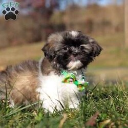 Ace/Shih Tzu									Puppy/Male	/10 Weeks,Introducing Ace! This little boy is an adorable Shihtzu puppy with a heart of absolute gold. He has a stunning, soft coat paired with large brown eyes that will melt your heart the moment you meet him. Shihtzus are known to be affectionate and loyal, they also love playtime and cuddling with their favorite people. They tend to be adaptable to various environments and should have no problem adjusting to their new homes!  