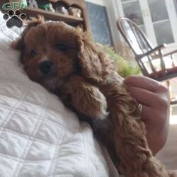 Otis/Cavapoo									Puppy/Male																/10 Weeks,This little guy is absolutely beautiful. He is red and then has the perfect amount of white -all four of his paws have white on it and he has some white on his forehead and some on his chest! very outgoing .would do very well with young kids very gentle !so much fun I love to play with him and cuddle him!He would give kisses all day long! Come see him and us out in the country today!Its beautiful right now