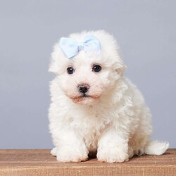 Snowball/Bichon Frise									Puppy/Male																/10 Weeks,Are you looking for a soft, cuddly friend for yourself or a loved one? Meet little Snowball! He will bring you lots of love and cheer with his puppy kisses and sweet personality! Snowball is active, socialized, and loves both adults and children. He was born on October 1st to Bichon Frise parents, Mindy and Rambo. Snowball was the only boy among five sisters! Mom weighs 14 lbs, and Dad weighs 10 lbs, so we expect Snowball to be between 10 and 14 lbs full-grown. He is up to date on vaccines and dewormers and will be ready for his forever home on November 26 or anytime after. He comes with a 30-day health guarantee, plus food, a blanky, a toy, a treat, and his paperwork from the vet!