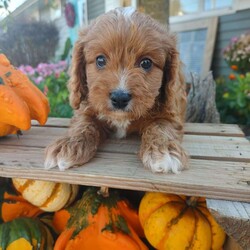 Otis/Cavapoo									Puppy/Male																/10 Weeks,This little guy is absolutely beautiful. He is red and then has the perfect amount of white -all four of his paws have white on it and he has some white on his forehead and some on his chest! very outgoing .would do very well with young kids very gentle !so much fun I love to play with him and cuddle him!He would give kisses all day long! Come see him and us out in the country today!Its beautiful right now