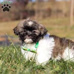 Ace/Shih Tzu									Puppy/Male	/10 Weeks,Introducing Ace! This little boy is an adorable Shihtzu puppy with a heart of absolute gold. He has a stunning, soft coat paired with large brown eyes that will melt your heart the moment you meet him. Shihtzus are known to be affectionate and loyal, they also love playtime and cuddling with their favorite people. They tend to be adaptable to various environments and should have no problem adjusting to their new homes!  