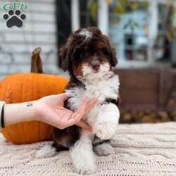 Cady- Toy/Mini Bernedoodle									Puppy/Female	/9 Weeks,Cady is a Chocolate Tri Toy Bernedoodle! She is expected to weigh around 5-12lbs full grown! PET HOME ONLY