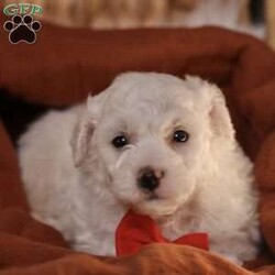 Bobby/Bichon Frise									Puppy/Male	/5 Weeks, is a happy, cuddly Bichon Frise puppy with a heart of gold. With her fluffy white coat and sparkling eyes, she’s a bundle of joy waiting to fill your days with love and laughter.