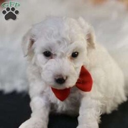 Bobby/Bichon Frise									Puppy/Male	/5 Weeks, is a happy, cuddly Bichon Frise puppy with a heart of gold. With her fluffy white coat and sparkling eyes, she’s a bundle of joy waiting to fill your days with love and laughter.