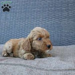 Coy/Mini Goldendoodle									Puppy/Male																/10 Weeks,Here comes the puppy of your dreams! Soft, fluffy, and kissable! This little cutie comes up to date on shots and dewormer and vet checked. The breeder made sure that the puppies are all well socialized with children and family raised. If you are interested in learning more about our puppies contact us today!