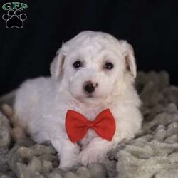 Bobby/Bichon Frise									Puppy/Male	/5 Weeks, is a happy, cuddly Bichon Frise puppy with a heart of gold. With her fluffy white coat and sparkling eyes, she’s a bundle of joy waiting to fill your days with love and laughter.