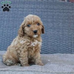 Coy/Mini Goldendoodle									Puppy/Male																/10 Weeks,Here comes the puppy of your dreams! Soft, fluffy, and kissable! This little cutie comes up to date on shots and dewormer and vet checked. The breeder made sure that the puppies are all well socialized with children and family raised. If you are interested in learning more about our puppies contact us today!