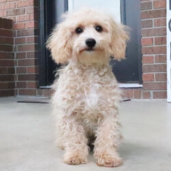 Adopt a dog:Rose/Bichonpoo/Female/17 weeks,It’s the smiles, the laughs, the warm hugs, and the sweet kisses, or the joy of just being together, these are the things that really matter to me. I really want to be a part of those things in your life. My name is Rose and I am ready for my forever family. I am a sweet puppy who loves playtime and is always up for a good cuddle. If you think I am the puppy for you, please make the call that brings me home! I can't wait to meet you!