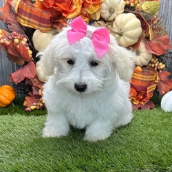 Mable/Coton de Tulear/Female/15 weeks