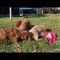 Noelle/Cockapoo									Puppy/Female	/10 Weeks,These adorable Cockapoo puppies are ready to find their forever homes! Raised in a loving, family-oriented environment, they have been socialized to ensure they grow into friendly, well-adjusted companions. The puppies’ mom is a sweet Cockapoo, and their dad is a handsome red Mini Poodle, so they will likely inherit a perfect mix of intelligence, charm, and hypoallergenic coats.