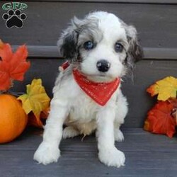 Joey/Cockapoo									Puppy/Male	/8 Weeks,Prepare to fall in love!!! My name is Joey and I’m the sweetest little F1b cockapoo looking for my furever home! One look into my warm, loving eyes and at my silky soft coat and I’ll be sure to have captured your heart already! I’m very happy, playful and very kid friendly and I would love to fill your home with all my puppy love!! I am full of personality, and ready for adventures! I stand out above the rest with my beautiful fluffy merle and white colored coat !!… I will come to you vet checked, microchipped and up to date on all vaccinations and dewormings . I come with a 1-year guarantee with the option of extending it to a 3-year guarantee and shipping is available! My mother is Jada, our sweet 14# cockapoo with a heart of gold and my father is Nimbo, our beautiful 13# chocolate merle mini poodle !I will grow to approx 12-14# and both of my parents are on the premises and available to meet! Why wait when you know I’m the one for you? Call or text Martha to make me the newest addition to your family and get ready to spend a lifetime of tail wagging fun with me! (7% sales tax on in home pickups) 