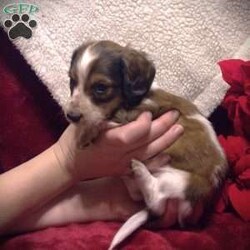 Barney-Mini/Dachshund									Puppy/Male	/6 Weeks,Come and cuddle Barney! This beautiful, eye-catching puppy is looking for a new home. Barney is a Longhaired Sable Piebald. He has unique black Sable tipping in a streak down his back and a ring on his tail and Sable on his ears and around his eyes. Barney was born and raised in our home amidst the normal activity of family life. He has been cradled, and talked to from day one. Barney has even had a chance to snuggle with his feline friends in our home. Barney is receiving dewormer regularly, and will have a vet check and first vaccines by 8 weeks of age. He will come with his papers, a bag of Ultimates Grainfree puppy food, a collar and parent scented blankie, and a toy.