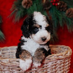 Rudolph/Mini Bernedoodle									Puppy/Male	/8 Weeks, is a happy, cuddly Mini Bernedoodle puppy with a heart of gold. With his fluffy black / white coat and sparkling eyes, she’s a bundle of joy waiting to fill your days with love and laughter.