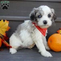 Joey/Cockapoo									Puppy/Male	/8 Weeks,Prepare to fall in love!!! My name is Joey and I’m the sweetest little F1b cockapoo looking for my furever home! One look into my warm, loving eyes and at my silky soft coat and I’ll be sure to have captured your heart already! I’m very happy, playful and very kid friendly and I would love to fill your home with all my puppy love!! I am full of personality, and ready for adventures! I stand out above the rest with my beautiful fluffy merle and white colored coat !!… I will come to you vet checked, microchipped and up to date on all vaccinations and dewormings . I come with a 1-year guarantee with the option of extending it to a 3-year guarantee and shipping is available! My mother is Jada, our sweet 14# cockapoo with a heart of gold and my father is Nimbo, our beautiful 13# chocolate merle mini poodle !I will grow to approx 12-14# and both of my parents are on the premises and available to meet! Why wait when you know I’m the one for you? Call or text Martha to make me the newest addition to your family and get ready to spend a lifetime of tail wagging fun with me! (7% sales tax on in home pickups) 