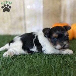 Emily/Biewer Terrier									Puppy/Female	/6 Weeks,Hey There, My name is Emily! I am a very beautiful female Biewer puppy! I was born on October 5th, 2024. I am such a sweet little girl! I’m looking for my new family, could that be with you? If you choose me I will come home to you vet checked with my vaccinations and deworming up to date and I will also be microchipped! If you think that I would be the perfect little addition for your family, then please call or text to find out more information about me!