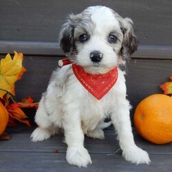 Joey/Cockapoo									Puppy/Male	/8 Weeks,Prepare to fall in love!!! My name is Joey and I’m the sweetest little F1b cockapoo looking for my furever home! One look into my warm, loving eyes and at my silky soft coat and I’ll be sure to have captured your heart already! I’m very happy, playful and very kid friendly and I would love to fill your home with all my puppy love!! I am full of personality, and ready for adventures! I stand out above the rest with my beautiful fluffy merle and white colored coat !!… I will come to you vet checked, microchipped and up to date on all vaccinations and dewormings . I come with a 1-year guarantee with the option of extending it to a 3-year guarantee and shipping is available! My mother is Jada, our sweet 14# cockapoo with a heart of gold and my father is Nimbo, our beautiful 13# chocolate merle mini poodle !I will grow to approx 12-14# and both of my parents are on the premises and available to meet! Why wait when you know I’m the one for you? Call or text Martha to make me the newest addition to your family and get ready to spend a lifetime of tail wagging fun with me! (7% sales tax on in home pickups) 