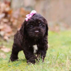 Cleo/Cockapoo									Puppy/Female														/8 Weeks,Cleo is the sweetest F1 Cockapoo around! With her floppy ears and sweet puppy dog eyes she is used to getting her way:) This little sweetheart has us all wrapped around her little paw. A soft, silky coat and rambunctious personality are just a few of her winning qualities. Highly trainable, focused, and extremely adorable, the Cockapoo was built for family life. If you are looking for a dog that will keep up with the fast-paced and ever-changing schedule of a family with kids, this is the perfect match. Cockapoos are calm when they are not exercising but can also be very playful and social!