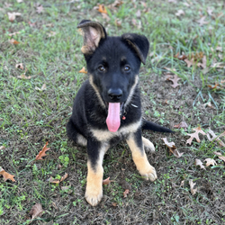 Adopt a dog:Addie/German Shepherd Dog/Female/10 weeks,Addie is ready for her new home. She can not wait to meet you, she loves cuddles and comes pre spoiled. She is a little princess. Addie is up to date on her age appropriate puppy vaccinations and vet checks to ensure that she is happy and healthy before venturing out into the world to make that journey home to her FUR-ever family. Could that special family be you?