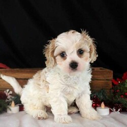 Vance/Cavachon									Puppy/Male																/6 Weeks,Say hello to Vance, a sweet and cuddly Cavachon puppy! This endearing pup is vet checked, up to date on shots and wormer, plus comes with a health guarantee provided by the breeder. Vance is well socialized and would make the best addition to anyone’s family. To find out more about this kissable pup, please contact Levi & Countryside Puppies today!