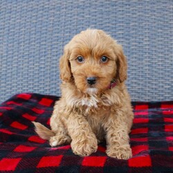 Coy/Mini Goldendoodle									Puppy/Male																/10 Weeks,Here comes the puppy of your dreams! Soft, fluffy, and kissable! This little cutie comes up to date on shots and dewormer and vet checked. The breeder made sure that the puppies are all well socialized with children and family raised. If you are interested in learning more about our puppies contact us today!