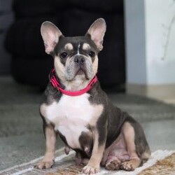 Stella/French Bulldog									Puppy/Female														/9 Weeks,Meet Stella, the irresistible French Bulldog puppy who’s sure to steal your heart! With her compact frame, expressive eyes, and adorably wrinkled face, Stella is the perfect mix of charm and playfulness. Her little tail wiggles nonstop, and her silly antics are guaranteed to keep you smiling. Whether she’s snuggling up for a cozy nap or showing off her fun-loving personality during playtime, Stella is always ready to be your loyal companion. Stella’s mom, Ginger, is a gentle and loving Frenchie who adores her babies and takes wonderful care of them. His dad, Rocky, is a friendly and active guy who enjoys long walks and spending quality time with his favorite people. Raised with love and care, he is well-socialized and ready to bring happiness into her new family’s life. Stella will arrive at her forever home fully up-to-date on vaccinations and dewormer, vet-checked from head to tail, microchipped, and with a one-year genetic health guarantee. Whether you’re looking for a lively partner for daily adventures or a cuddle buddy for relaxing evenings, she is a perfect fit! To schedule a visit with Stella or for more information, feel free to call or text Adam Miller. 