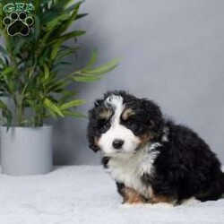 Rock/Mini Bernedoodle									Puppy/Male																/7 Weeks,Meet Rock, the sweetest little Mini Bernedoodle boy who’s ready to melt your heart! This charming guy is raised with love by our family, making him the perfect companion for yours. Rock is vet-checked, microchipped, and up-to-date on his vaccines and dewormer, so he’s all set to join your home happy and healthy. His gentle, playful nature makes him a great fit for kids, snuggles on the couch, or fun outdoor adventures. Rock is more than just a puppy—he’s ready to become your best friend. Don’t wait—this precious boy is eager to bring joy to his forever family!