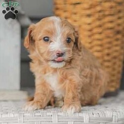 Barry/Maltipoo									Puppy/Male																/6 Weeks,Meet our adorable Maltipoo puppies! These puppies get their momma’s spunk and energy! We raise these puppies right along with our children! They share the house with us and are used to using puppy pads consistently.