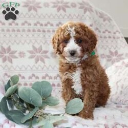 Bailey/Mini Aussiedoodle Puppy/Female /October 5th, 2024 Bailey/Mini Aussiedoodle Puppy/Female /October 5th, 2024,Do you need a gentle, smart, and playful Mini Aussiedoodle? This adorable little cutie comes up to date on shots and dewormer and will be vet checked before going home. The mother Penny is our family pet and the sire is a Miniature Poodle. If you are looking to add a new puppy to your home this holiday season contact us today!